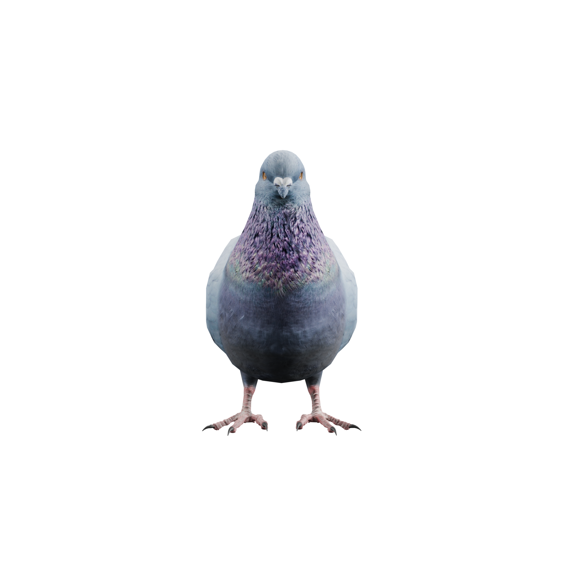 Magic Pigeon